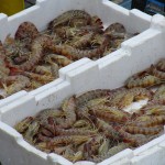 krabben-garnelen-ohne-lizenz